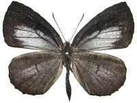 Allotinus subviolaceus lanna ♂ Up.