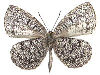 Allotinus subviolaceus lanna ♂ Un.