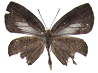 Allotinus subviolaceus lanna ♂ Up.