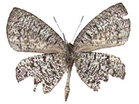 Allotinus subviolaceus lanna ♂ Un.