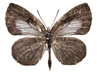 Allotinus subviolaceus lanna ♂ Up.