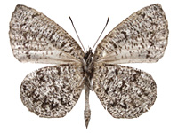 Allotinus subviolaceus lanna ♂ Un.