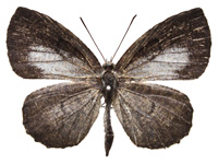 Allotinus subviolaceus lanna ♂ Up.