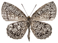 Allotinus subviolaceus lanna ♂ Un.