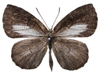 Allotinus subviolaceus lanna ♂ Up.