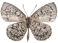 Allotinus subviolaceus lanna ♂ Un.