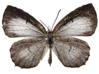 Allotinus subviolaceus lanna ♀ Up.