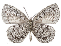 Allotinus subviolaceus lanna ♀ Un.