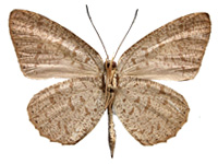 Allotinus strigatus malayanus ♂ Un.