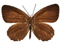 Allotinus strigatus malayanus ♀ Up.