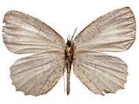 Allotinus unicolor continentalis ♀ Un.
