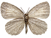 Allotinus unicolor continentalis ♀ Un.
