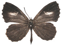 Logania watsoniana ♂ Up.