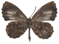 Logania watsoniana ♂ Un.