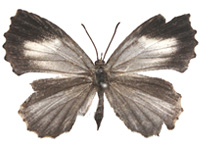 Logania watsoniana ♀ Up.