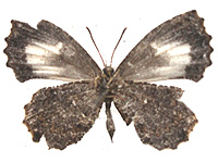 Logania watsoniana ♀ Un.