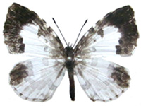 Taraka mahanetra miyagawai ♂ Up.