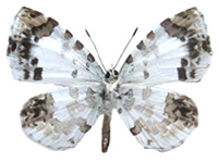 Taraka mahanetra miyagawai ♂ Un.