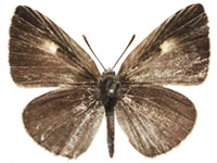 Spalgis epius ♂ Up. Spalgis epius ♂ Up.