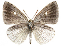 Spalgis epius ♂ Un. Spalgis epius ♂ Un.