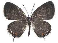 Shijimia potanini glycon ♀ Up.