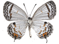 Shijimia potanini glycon ♀ Un.