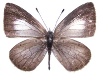 Oreolyce doherty ♂ Up.