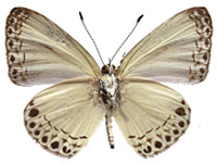 Lycaenopsis haraldus haraldus ♂ Un.