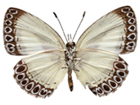 Lycaenopsis haraldus haraldus ♀ Un.