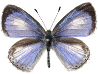 Acytolepis lilacea indochinensis ♂ Up.