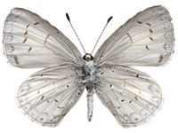 Acytolepis lilacea indochinensis ♂ Un.