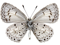 Acytolepis lilacea indochinensis ♂ Un.