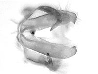 Celastrina lavendularis limbata ♂ genitalia