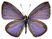Celastrina lavendularis isabella ♂ Up.