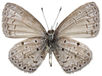 Celastrina lavendularis isabella ♂ Un.