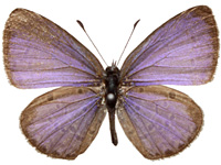 Celastrina lavendularis isabella ♂ Up.