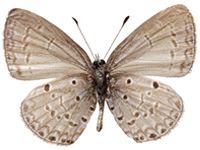 Celastrina lavendularis isabella ♂ Un.