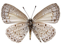 Celastrina lavendularis isabella ♀ Un.