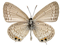 Euchrysops cnejus ♂ Un.