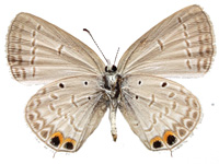 Euchrysops cnejus ♀ Un.
