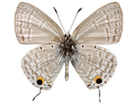Catochrysops panormus exiguus ♂ Un.