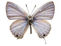Catochrysops panormus exiguus ♂ Up.