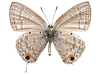 Catochrysops panormus exiguus ♂ Un.