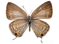 Catochrysops panormus exiguus ♀ Up.