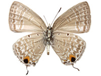Catochrysops panormus exiguus ♀ Un.