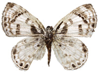 Niphanda cymbia cymbia ♀ Un.