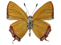 Heliophorus kohimensis elioti ♂ Un.