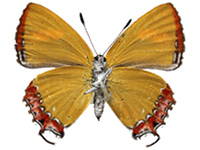 Heliophorus kohimensis elioti ♀ Un.