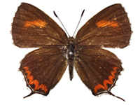 Heliophorus epicles latilimbata ♀ Up.