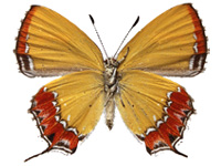 Heliophorus epicles latilimbata ♀ Un.
